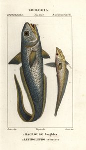 Ruwe kopkabeljauw of uienoogkabeljauw, Macrourus berglax 1 en holle snuitkabeljauw, Coelorinchus caelorhincus (Lepidoleprus coelorhinchus) 2
