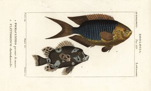 Saffier juffer, Pomacentrus pavo, pavone di mare 1, en harlekijn zoetlips, Plectorhinchus chaetodonoides, Plettorinco chetodonoides 2