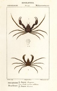 Schorpioen spinnenkrab en Leach