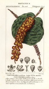 Zeedruif, Coccoloba uvifera