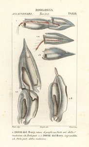 Sifonoforen, Diphyes dispar, Diphyes boryi, Difie del Bory door Corsi Corsi