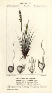 Speergras, Piptochaetium panicoides