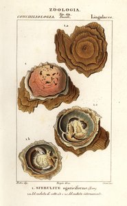 Spherulites agariciformis door Corsi Corsi