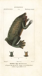 Surinaamse pad, Pipa pipa
