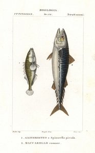 Driedoornige stekelbaars en Atlantische makreel