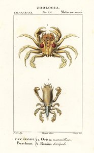Tijgerkrab en kikkerkrab