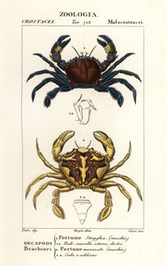 Fluwelen zwemkrab en gemarmerde zwemkrab