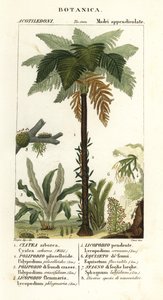 West-Indische boomvaren, Cyathea arborea, wijnstokvaren, Microgramma piloselloides, sierlijke varen, Niphidium crassifolium, grove kwastvaren, Huperzia phlegmaria, hertshoornclubmos, Lycopodiella cernua, waterpaardenstaart door Corsi Corsi