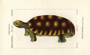 Geelvoet schildpad of Braziliaanse reuzenschildpad, Chelonoidis denticulatus Testudo tabulata Testuginne intarsiata