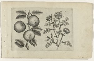 Appel en hondsroos (Cognoscite lilia) door Crispijn van de Passe (I) (attributed to)