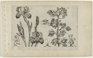 Baardiris en koraalmeidoorn door Crispijn van de Passe (I) (attributed to)