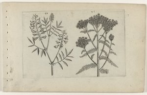 Boswikke en duizendblad door Crispijn van de Passe (I) (attributed to)