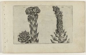 Donderblad en koningskaars (Cognoscite lilia)