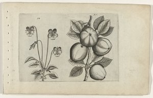 Driekleurig viooltje en appel Cognoscite lilia door Crispijn van de Passe (I) (attributed to)