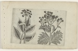 Hertswortel en boerenwormkruid door Crispijn van de Passe (I) (attributed to)