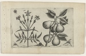 Jasmijn en peer door Crispijn van de Passe (I) (attributed to)