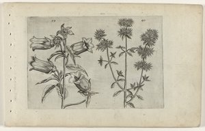 Mariëtteklokje en marjolein door Crispijn van de Passe (I) (attributed to)