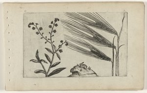 Moerasvergeet-mij-nietje en gerst (serietitel) door Crispijn van de Passe (I) (attributed to)