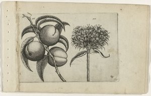 Perzik en brandende liefde door Crispijn van de Passe (I) (attributed to)