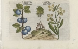 Pruim en muurbloem (serietitel) door Crispijn van de Passe (I) (attributed to)