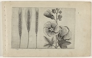 Rogge en stokroos door Crispijn van de Passe (I) (attributed to)