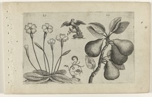 Sleutelbloem en peer door Crispijn van de Passe (I) (attributed to)