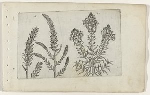 Tamarisk en vlasbekje (serietitel) door Crispijn van de Passe (I) (attributed to)