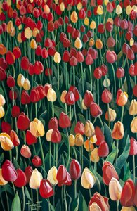 Tulpen