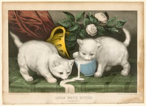 Kleine Witte Kittens in Kattekwaad
