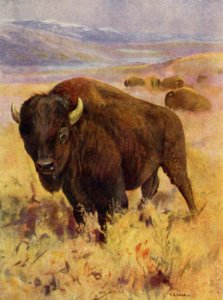In de dierentuin: Bison