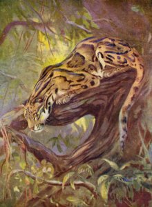 In de dierentuin: Nevelpanter