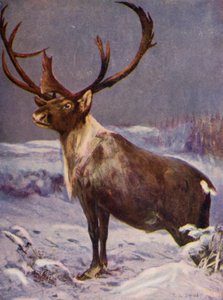 In de dierentuin: Rendier