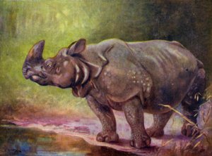 In de dierentuin: Neushoorn