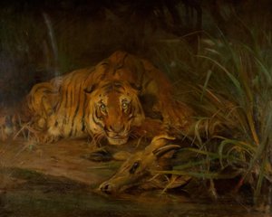 Tijger en Prooi