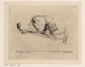 Kop van een hond