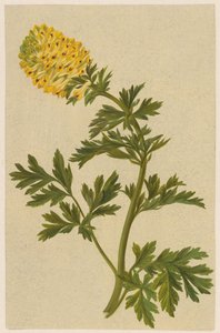 Takje met een bloem van de Corydalis