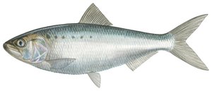 Amerikaanse shad