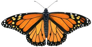Monarchvlinder