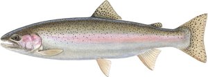 Regenboogforel