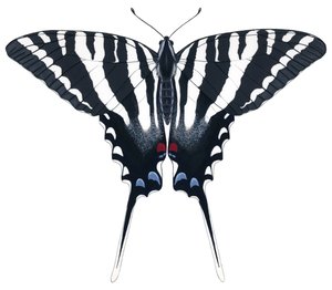 Zebra zwaluwstaartvlinder door Damstra Emily