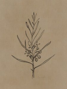 Blackwood-jonge boom
