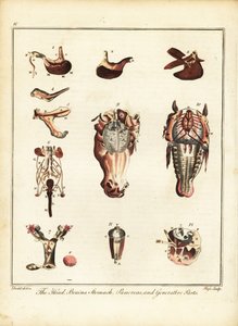 Anatomie van een paard. 1792 door Daniel (after) Dodd