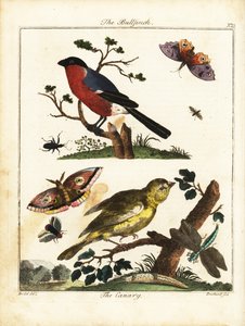 Goudvink, kanarie, vlinder, mot, enz. 1792 (gravure)