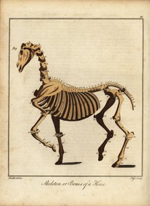 Skelet of botten van een paard. 1792