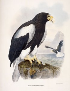 Haliaetus Pelagicus