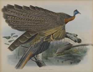 Argusianus Grayii door Daniel Giraud and Gould John Elliott