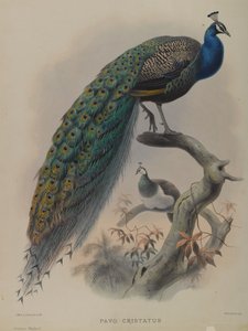 Pavo Cristafus - Gewone Pauw (kleur litho) door Daniel Giraud and Gould John Elliott