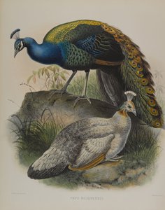 Pavo Nigripennis - Zwartschouderpauw (kleur litho) door Daniel Giraud and Gould John Elliott