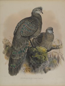 Polyplectron Tibetanum door Daniel Giraud and Gould John Elliott