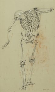 Skeletstudie, c.1848 (krijt en krijt op bruin papier gemonteerd op karton) door Daniel Huntington